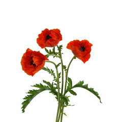  red poppy isolated on white