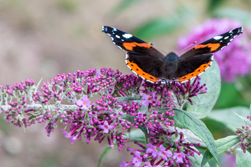 Butterfly on a flower