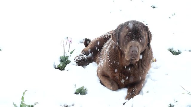 Brown labrador lying in the deep snow in april