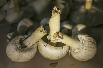 A rich harvest of forest mushrooms. Champignons on the table.