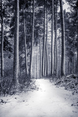 trees in the snow