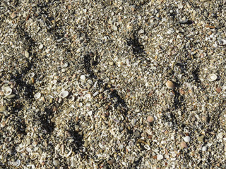 Caesarea, Israel - sand of shells in Caesarea National Park - Ruins of ancient Cesarea built by Herod. Cesarea represents an exceptional archaeological site of the Roman and Crusader period