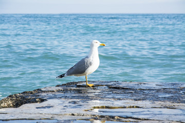 Gull. Sea.
