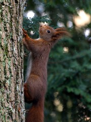 Niedliches Eichhörnchen