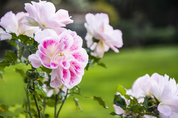 Roses. A beautiful bush of pink roses.