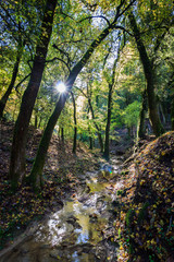 forêt de méounes les Montrieux, var, france