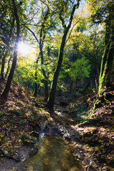 forêt de méounes les Montrieux, var, france