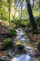 Obraz premium forêt de méounes les Montrieux, var, france