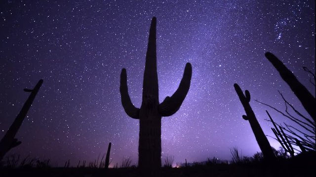 astro time lapse of a saguaro cactus in the sonoran desert of organ pipe cactus national monument near ajo in arizona, usa