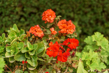 Obraz na płótnie Canvas Red color geranium flower plant growing in the garden.