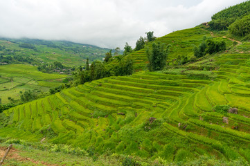 Fototapeta na wymiar Picturesque hills with layers of green rice terraces