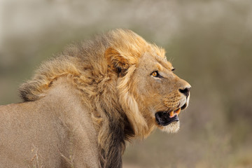 Portrait of a big male African lion (Panthera leo), Kalahari desert, South Africa