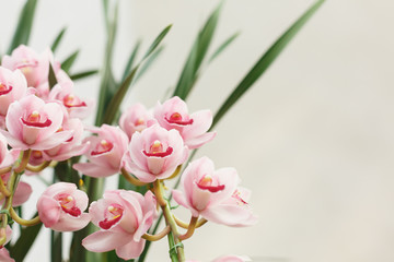 A cymbidium is  in full bloom