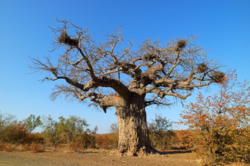 Fototapeta na wymiar Baobab tree during the dry season, Kruger National Park, South Africa