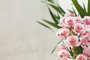 A cymbidium is  in full bloom