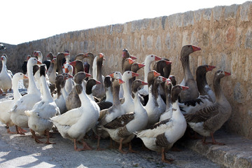 Flock of Geese against Ibiza Old Town Stone Wall at Medieval Festival