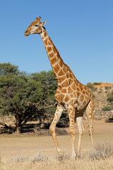 A giraffe (Giraffa camelopardalis) in natural habitat, Kalahari desert, South Africa