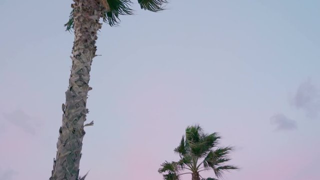 16208_Closer_look_of_the_top_of_the_tall_palm_tree_in_Italy.mov