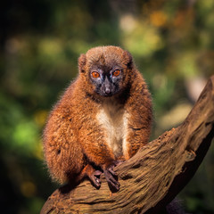 Portrait of adult female red-bellied lemur on a tree