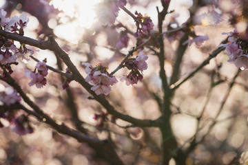 Tender sakura cherry tree blossom in spring morning