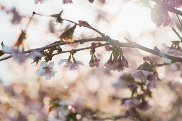 Tender sakura cherry tree blossom in spring morning
