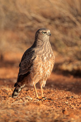 Immature Pale chanting goshawk (Melierax canorus), Kalahari desert, South Africa