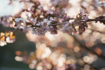 Tender sakura cherry tree blossom in spring morning