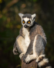 Portrait of an adult male lemur katta