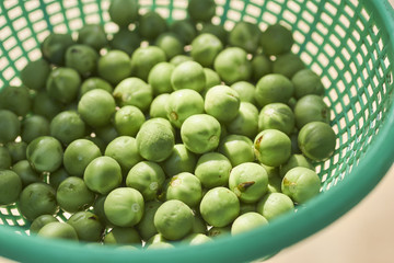 A plastic basket of Thai Bitter Eggplants, sometimes called 