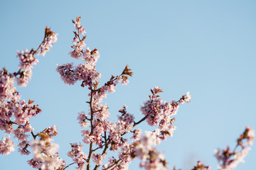 Tender sakura cherry tree blossom in spring morning