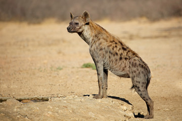 Une hyène tachetée (Crocuta crocuta) dans son habitat naturel, désert du Kalahari, Afrique du Sud
