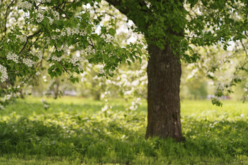 Fototapeta na wymiar blossoming apple tree with white flowers in a garden