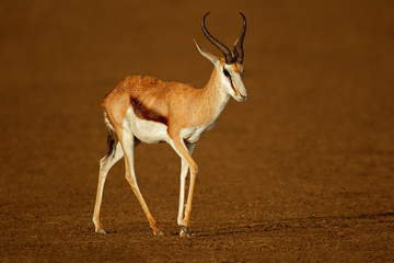 Naklejka na ściany i meble A springbok antelope (Antidorcas marsupialis) wet after the rain, Kalahari desert, South Africa