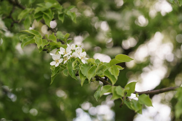 closeup of blossoming apple tree with white flowers in a garden