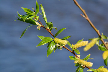 Spring twigs of willow with young green leaves and yellow catkins.