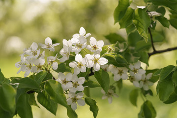 closeup of blossoming apple tree with white flowers in a garden