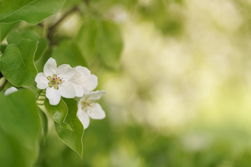 closeup of blossoming apple tree with white flowers in a garden