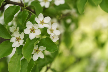 closeup of blossoming apple tree with white flowers in a garden