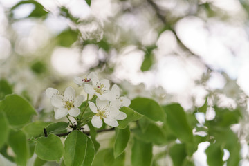 closeup of blossoming apple tree with white flowers in a garden