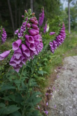 naparstnica © Maja
