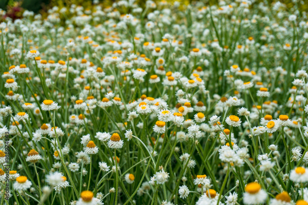 Sticker White and yellow chamomile flowers on a field, meadow