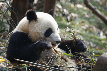 A lovely panda is eating bamboo