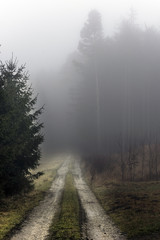 a frozen field road leading past the spruce to the forest emerging from the mist in the highlands