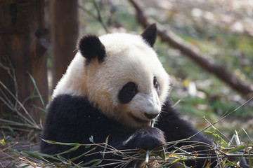 Obraz premium A lovely panda is eating bamboo