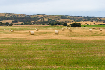 Picturesque rural landscape of straw bales on field