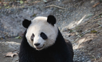 Obraz premium A close up of the head of a lovely panda