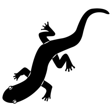 Vector image of silhouette of a lizard of salamanders on a white background