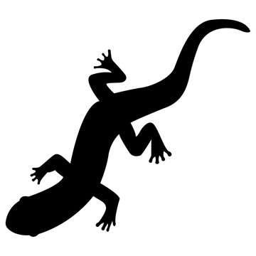 Vector image of silhouette of a lizard of salamanders on a white background