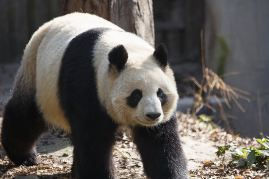 A giant panda is walking in the outdoor