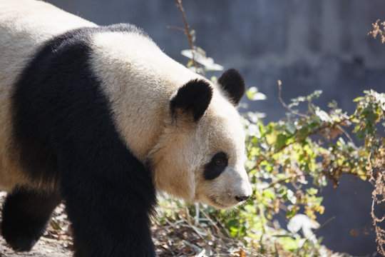 A giant panda is walking in the outdoor